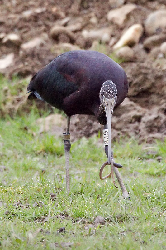 Glossy Ibis