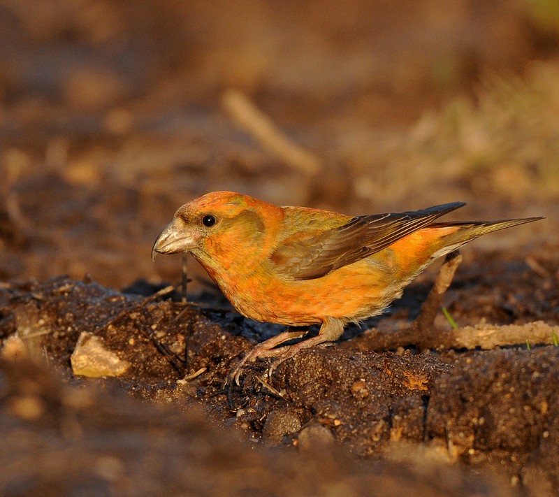 Common Crossbill