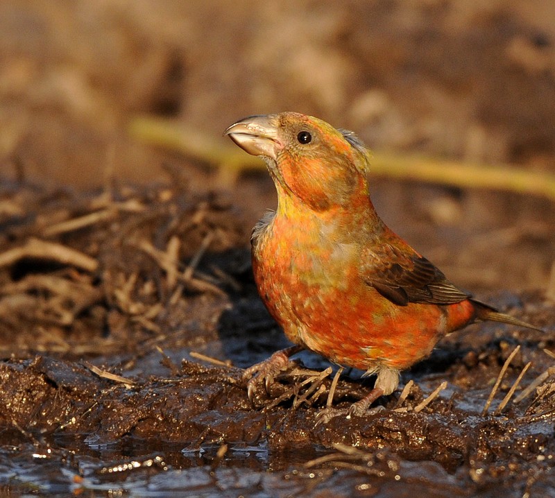 Common Crossbill