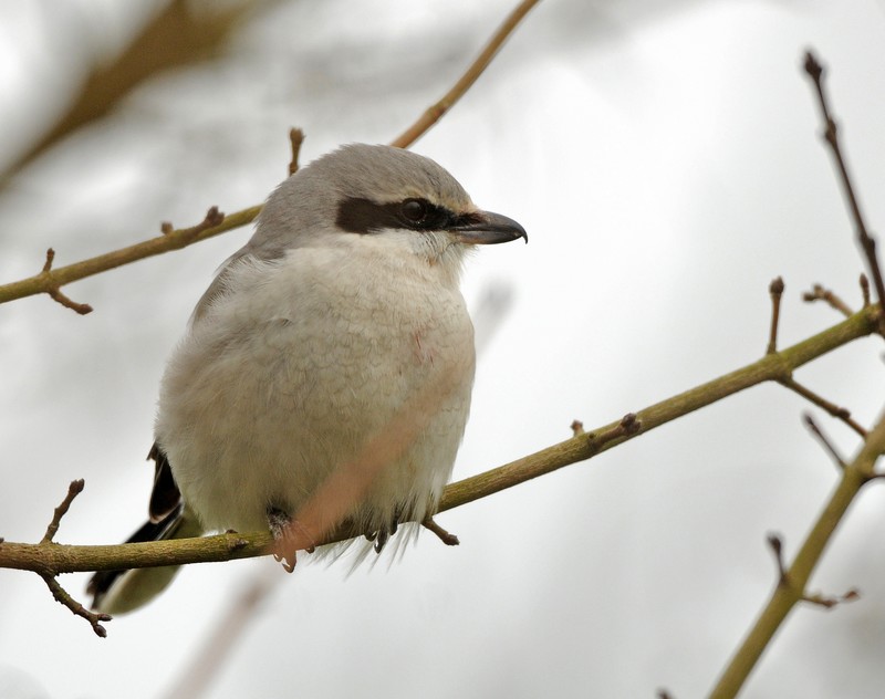 Great Grey Shrike