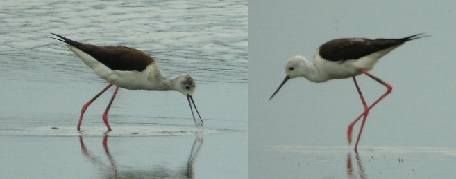 Black-winged Stilt