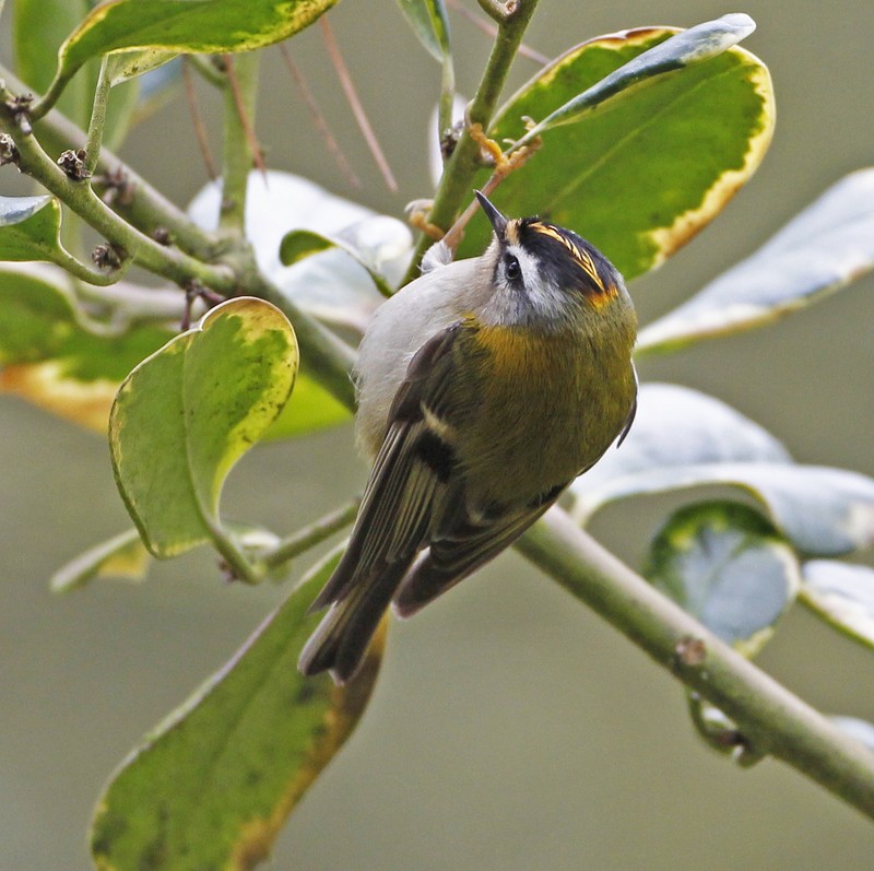 Firecrest