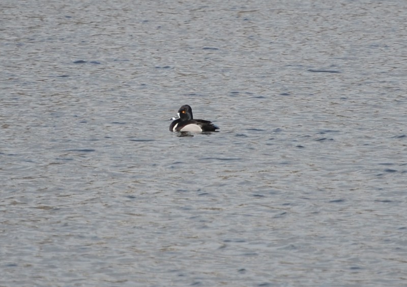 Ring-necked Duck