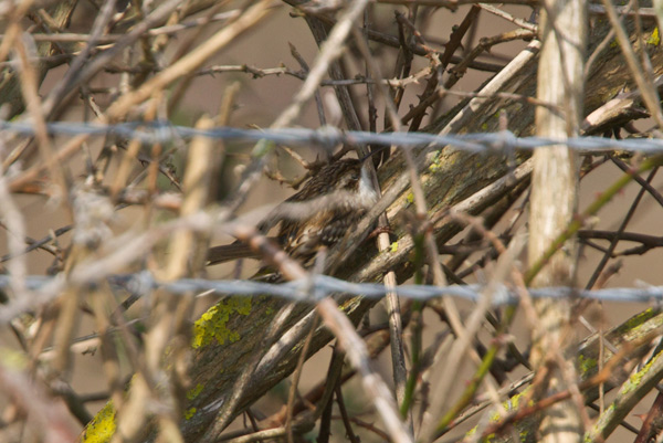 Short-toed Treecreeper