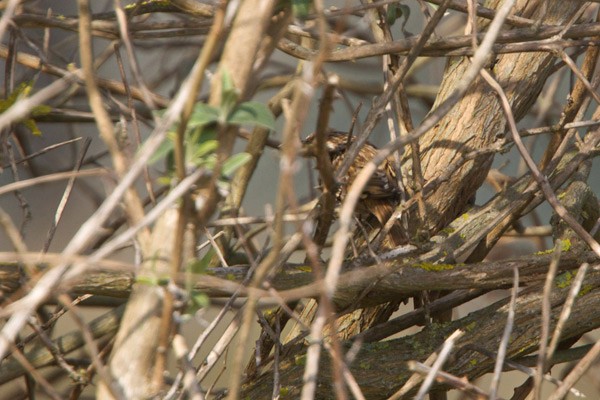 Short-toed Treecreeper