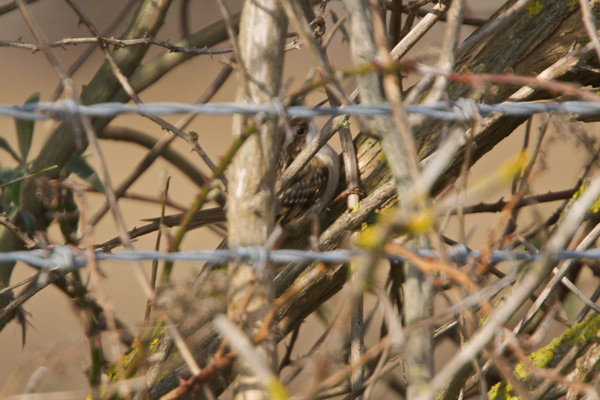 Short-toed Treecreeper