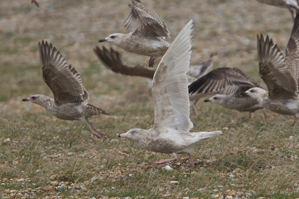 Glaucous Gull