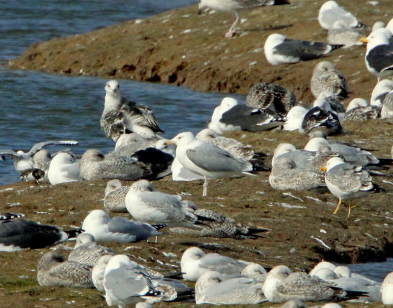 Caspian Gull