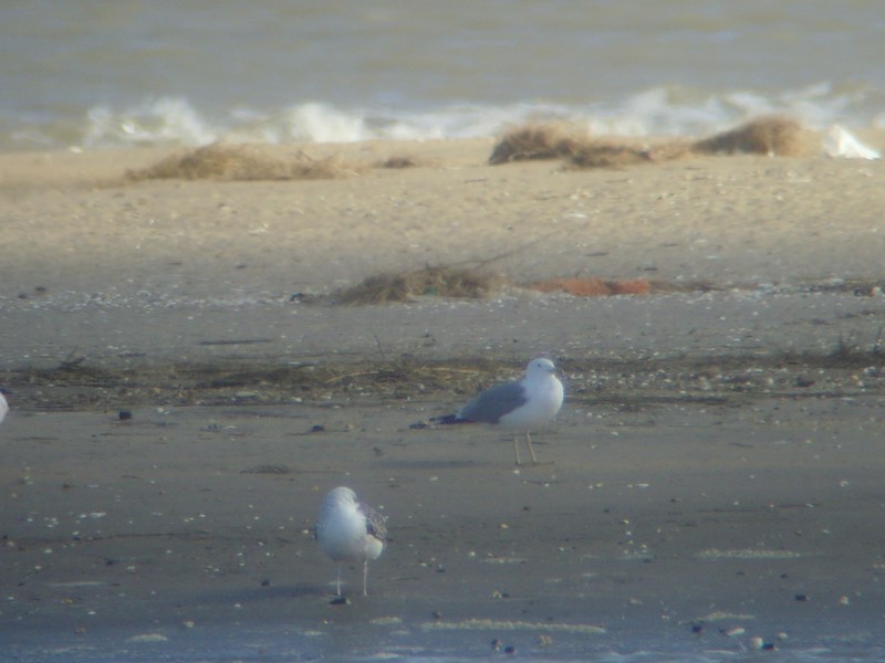 Caspian Gull