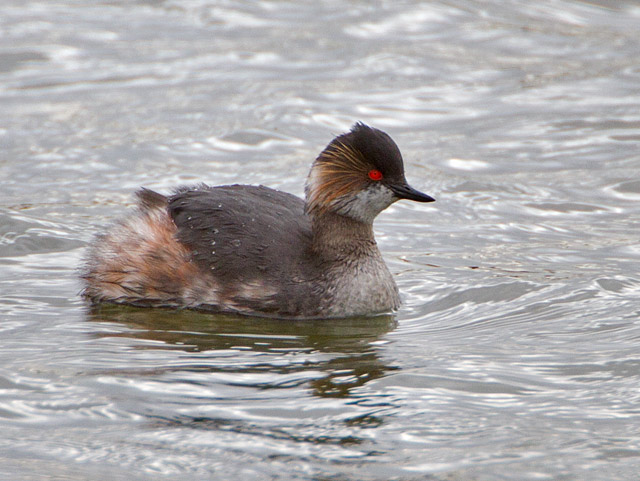 Black-necked Grebe
