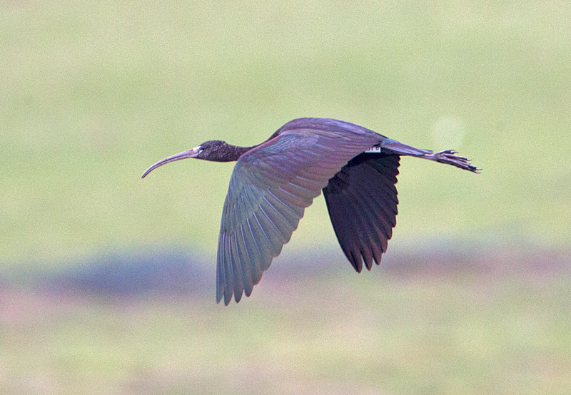 Glossy Ibis