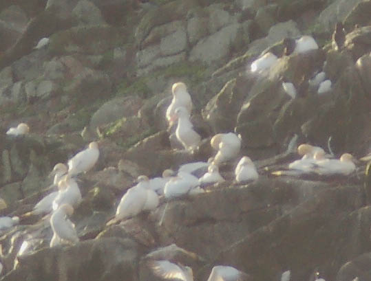 Black-browed Albatross