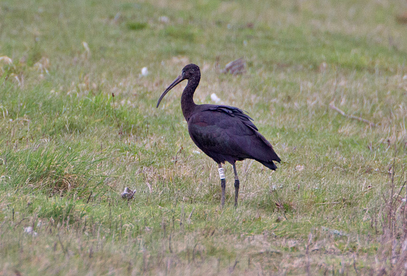 Glossy Ibis