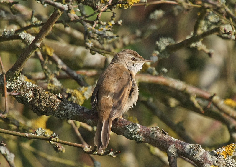 Paddyfield Warbler