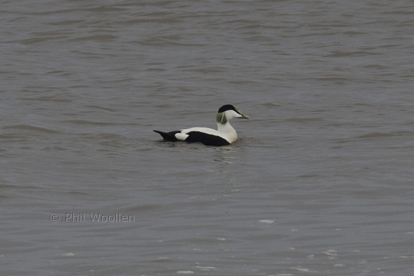 Eider