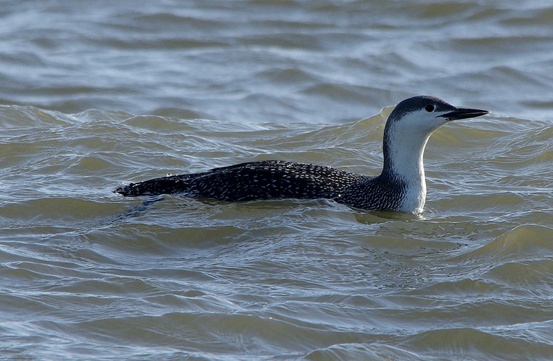 Red-throated Diver
