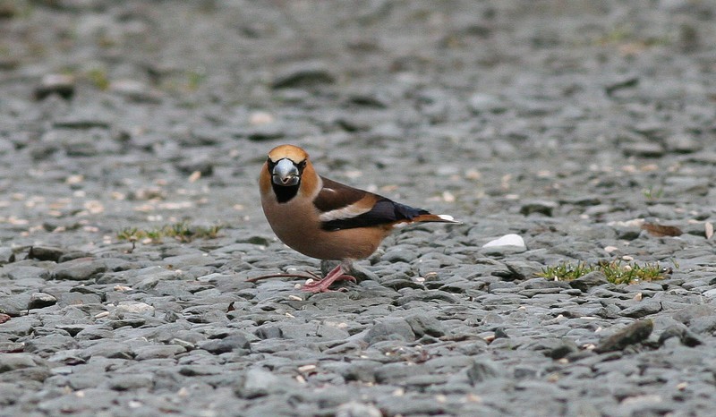 Hawfinch