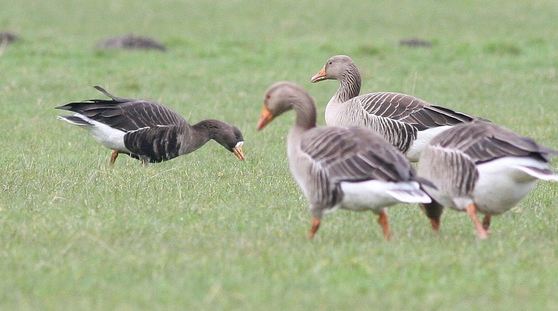 Greenland White-fronted Goose