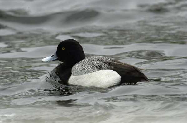 Lesser Scaup