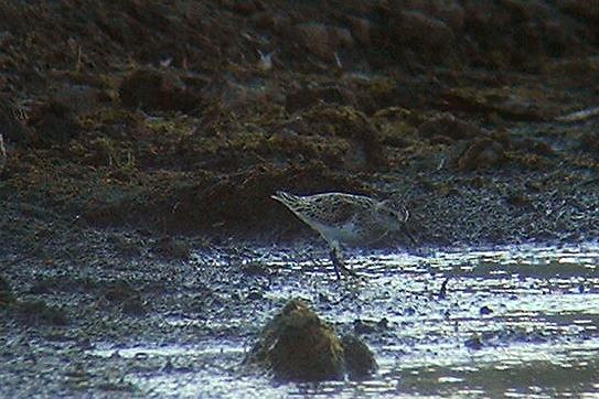 Semipalmated Sandpiper