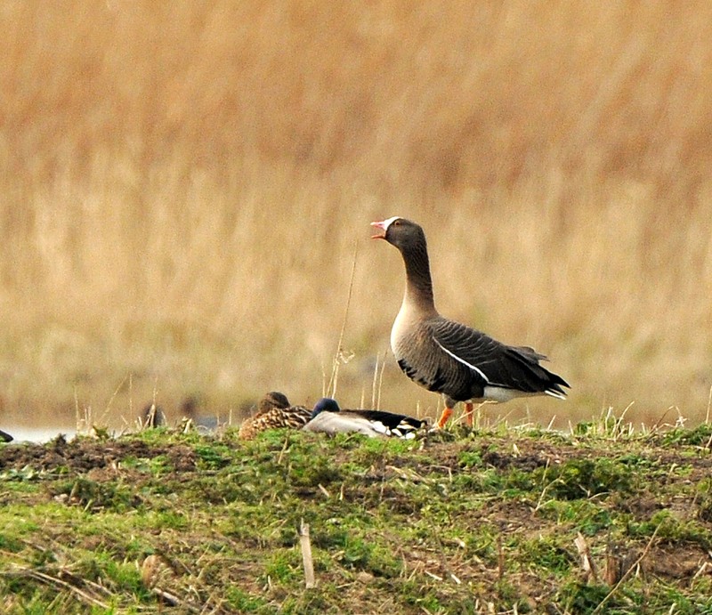 Lesser White-fronted Goose