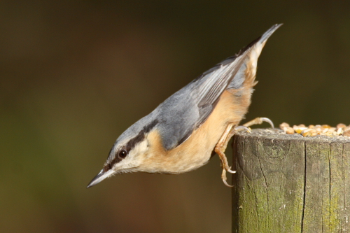 Nuthatch