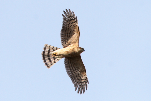 Sparrowhawk
