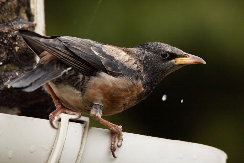 Rose-coloured Starling