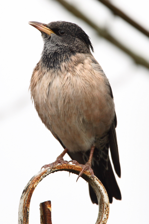 Rose-coloured Starling
