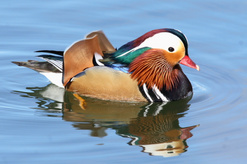 Mandarin