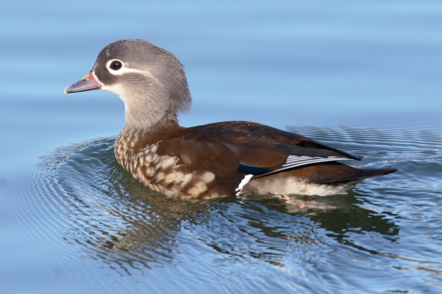 Mandarin