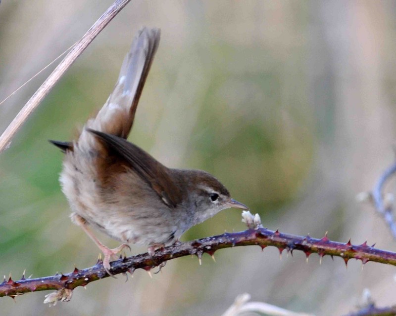 Cetti's Warbler