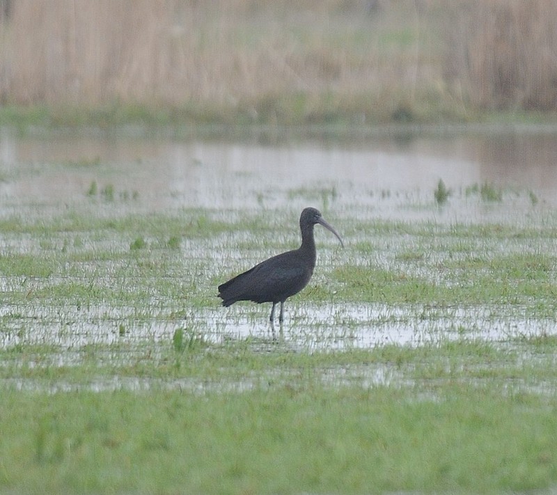 Glossy Ibis