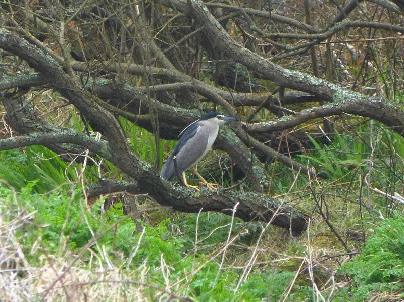 Night Heron