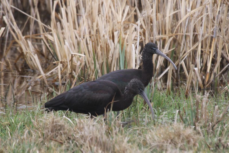 Glossy Ibis