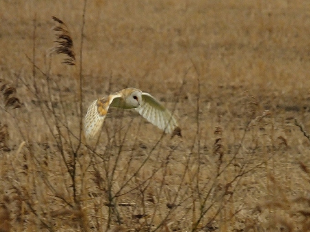 Barn Owl
