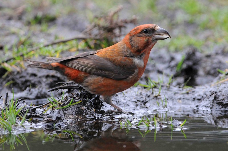 Common Crossbill