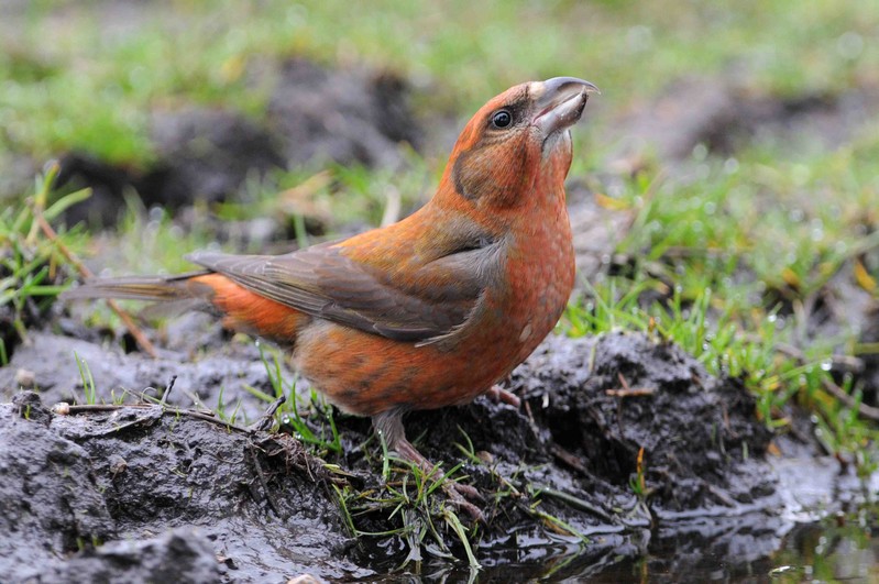Common Crossbill