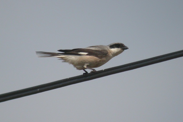 Lesser Grey Shrike