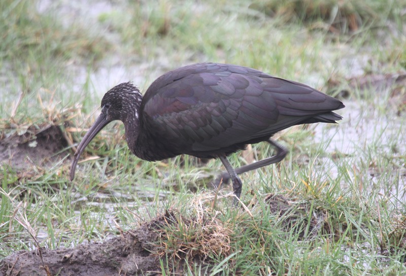 Glossy Ibis