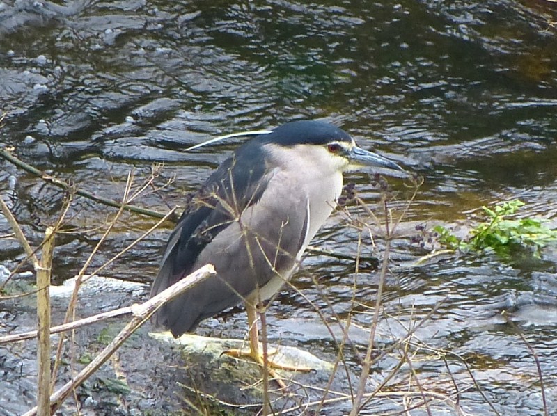 Night Heron