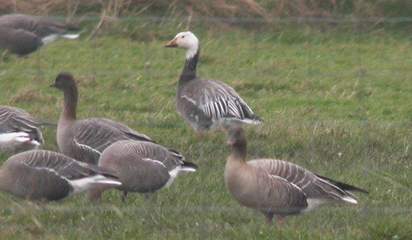 Snow Goose