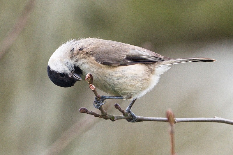 Marsh Tit
