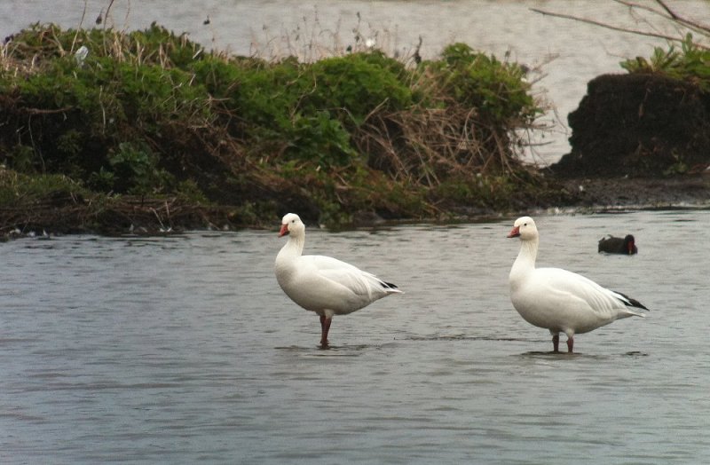 Lesser Snow Goose