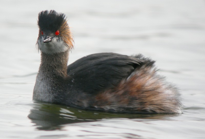 Black-necked Grebe
