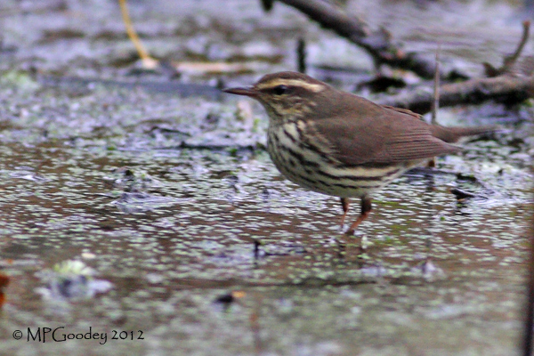 Northern Waterthrush