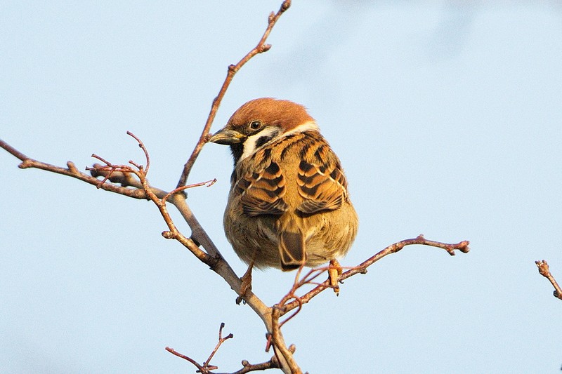 Tree Sparrow