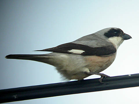 Lesser Grey Shrike