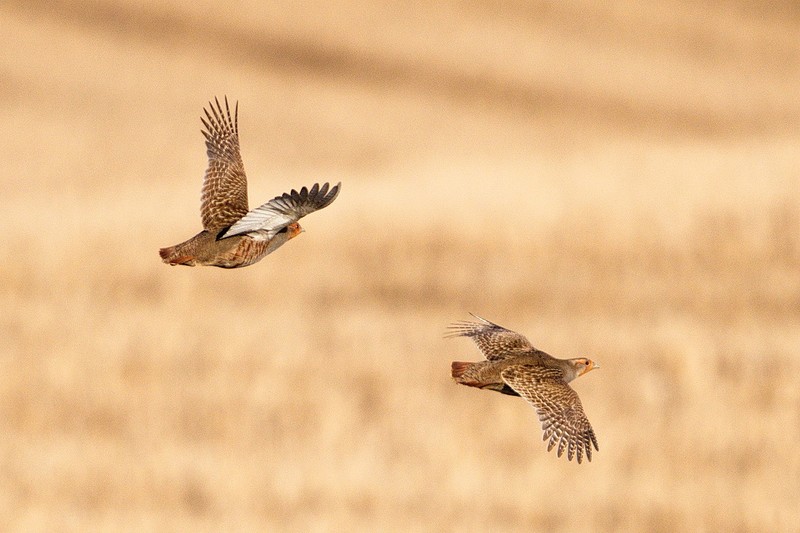 Grey Partridge