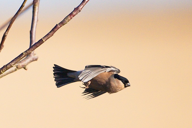 Bullfinch